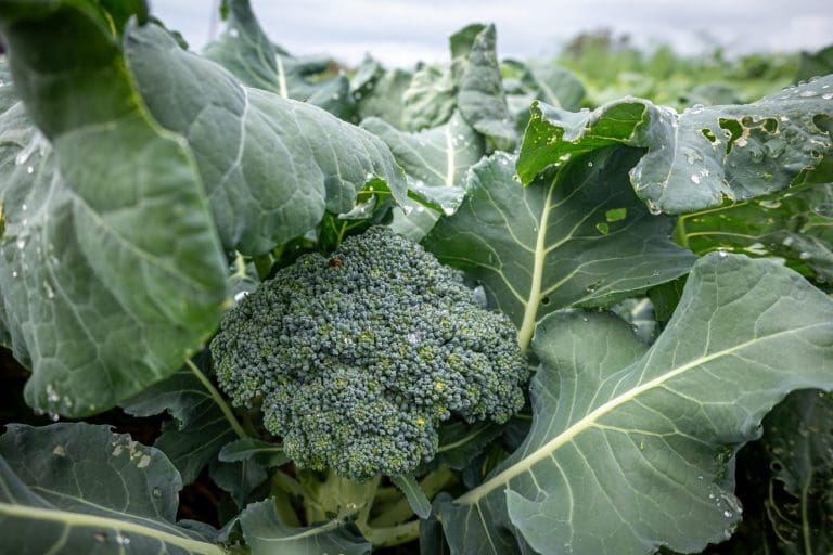 Foto: Ingvild Melkersen