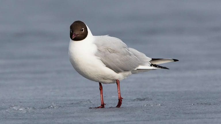 Hettemåke (Larus ridibundus) Av Per Harald Olsen/NTNU.