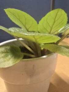 Read more about the article Stiklingbibliotek